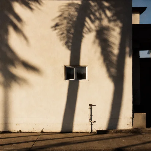 Palm shadows across a pale wall